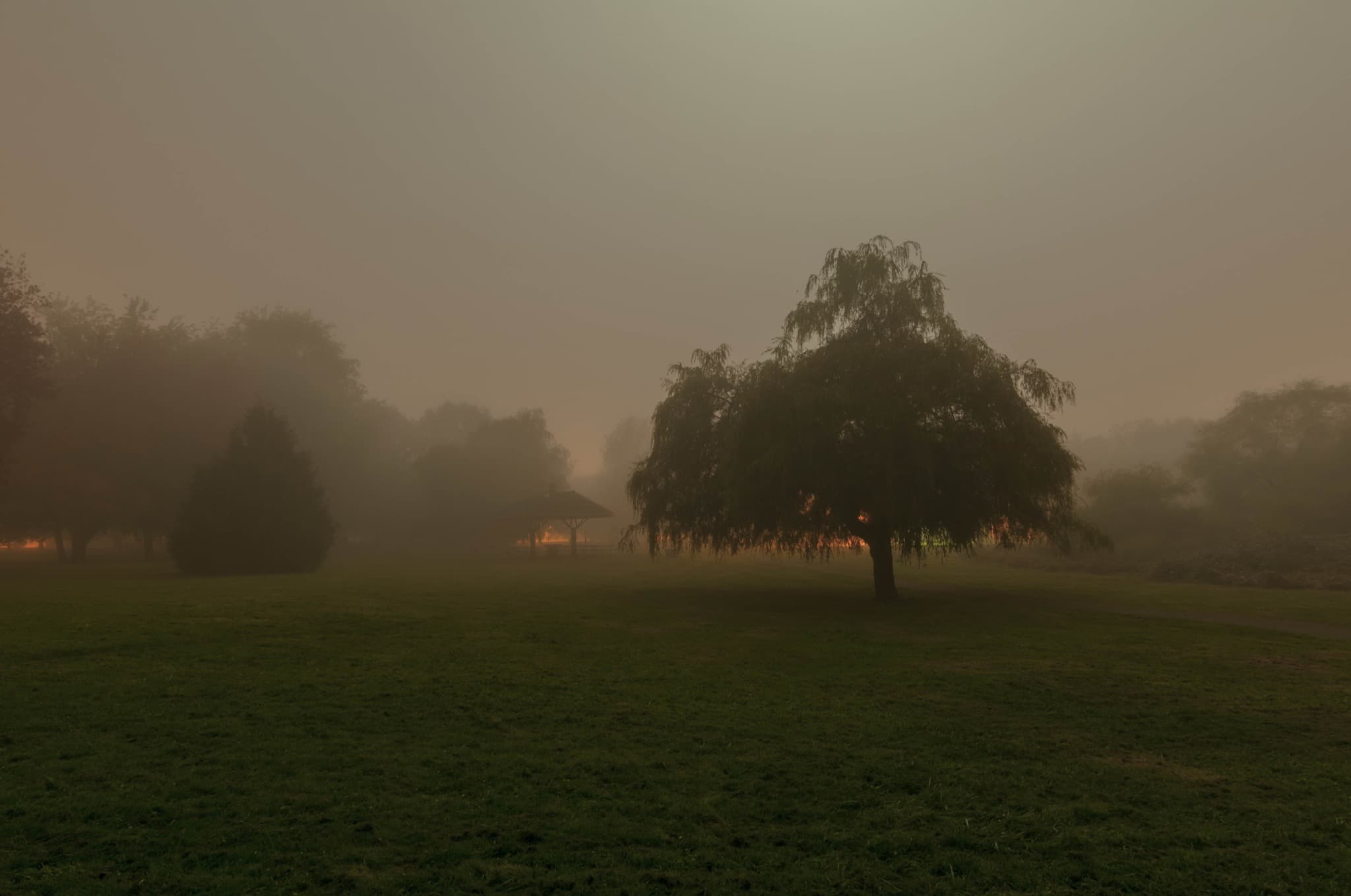 Trout Lake, John Hendry Park, foggy